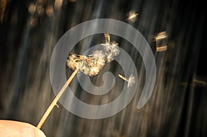 Dandelion blowing seeds photo