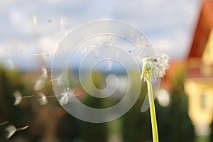 dandelion blowing seeds in the wind