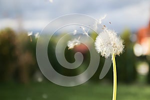 dandelion blowing seeds in the wind