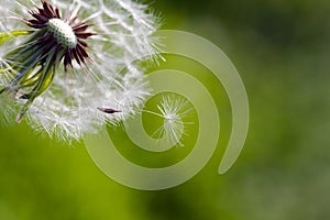 Dandelion blowing seeds in the wind against green