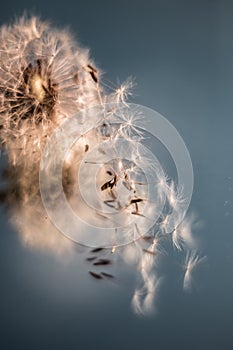 A Dandelion blowing seeds in the wind at dawn.Closeup,macro