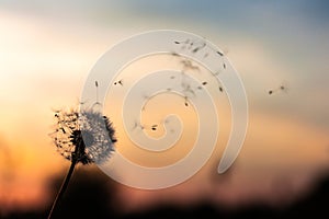 A Dandelion blowing seeds in the wind at dawn.Closeup,macro