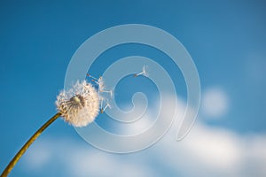 A Dandelion blowing seeds in the wind at dawn.Closeup,macro