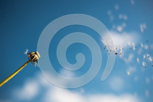 A Dandelion blowing seeds in the wind at dawn.Closeup,macro