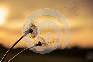 A Dandelion blowing seeds in the wind at dawn.Closeup,macro