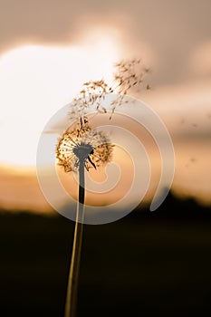 A Dandelion blowing seeds in the wind at dawn.Closeup,macro