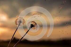 A Dandelion blowing seeds in the wind at dawn.Closeup,macro