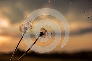 A Dandelion blowing seeds in the wind at dawn.Closeup,macro