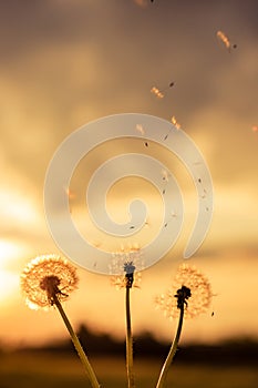 A Dandelion blowing seeds in the wind at dawn.Closeup,macro