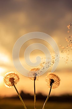 A Dandelion blowing seeds in the wind at dawn.Closeup,macro