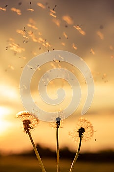 A Dandelion blowing seeds in the wind at dawn.Closeup,macro