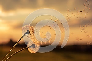 A Dandelion blowing seeds in the wind at dawn.Closeup,macro