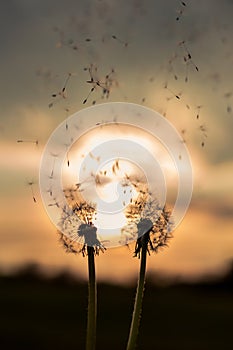 A Dandelion blowing seeds in the wind at dawn.Closeup,macro