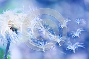 Dandelion blowing photo