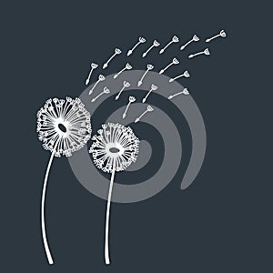 Dandelion blowing silhouette