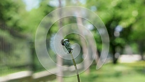 Dandelion blowing, slow motion