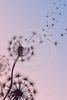Dandelion with blowing spores vector abstract nature background
