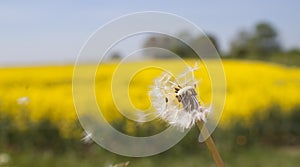 A dandelion blowing in the wind, very shallow dof