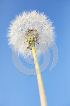 Dandelion on a blue background.