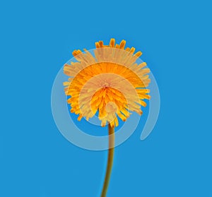 Dandelion on a blue