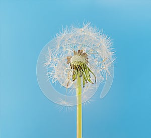 dandelion on a blue background