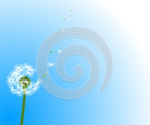 Dandelion on blue background