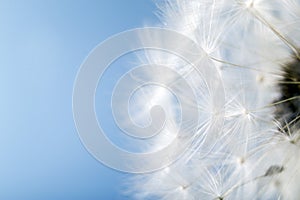 The dandelion on a blue background. Lettering space
