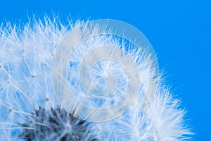 Dandelion on a blue background in macro lense shot.