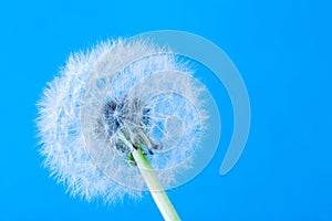 Dandelion on a blue background in macro lense shot.