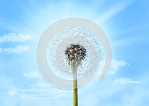 Dandelion Blue Sky Background