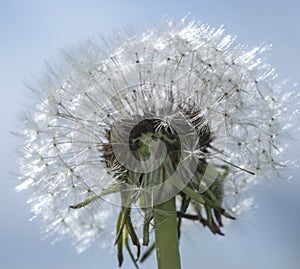 Dandelion. blue sky on background and dandelion. Dandelions full of seeds ready to fly