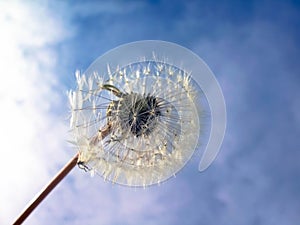 Dandelion on a blue sky photo