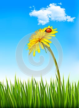 Dandelion on a blue sky and green grass background