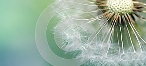Dandelion blurred banner macro background. Flower closeup at sunset with space for text