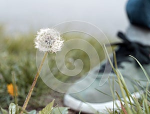 Dandelion and blurred green boot