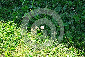 Dandelion on the border of light and shade in the garden