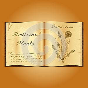 Dandelion. Botanical illustration. Medical plants. Book herbalist. Old open book