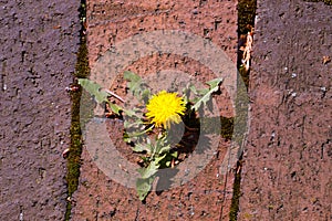 Dandelion and bricks