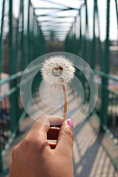 Dandelion at the Bridge photo