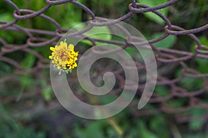 Dandelion bud along rusted fence.