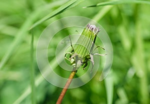 Dandelion bud, close-up.