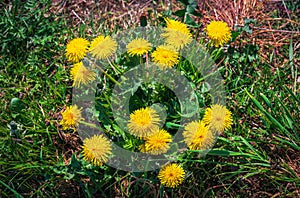 Dandelion bush in full bloom on sunny day