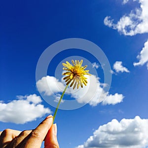 A dandelion can brighten the sky.