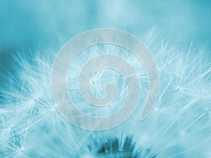 Dandelion cap with seeds closeup. Light summer floral background. Airy and fluffy wallpaper. Blue tinted backdrop. Dandelion fluff