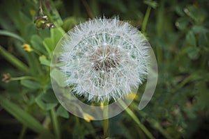 Dandelion caught on a spring evening