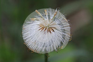 The dandelion ceased to bloom. White parachutes