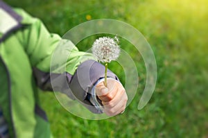 Dandelion in child hand