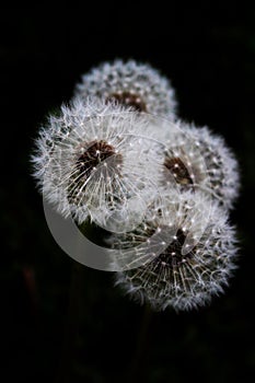 dandelion clear blowing