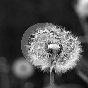 Dandelion Clock