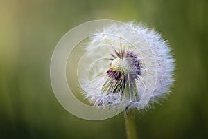 Dandelion clock or blowball (Taraxacum officinale) half full with seeds that will soon disperse in the wind